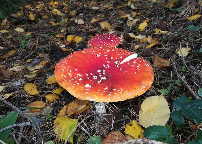 FeWo in Köpenick